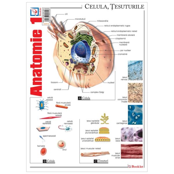Pliant Anatomie 1